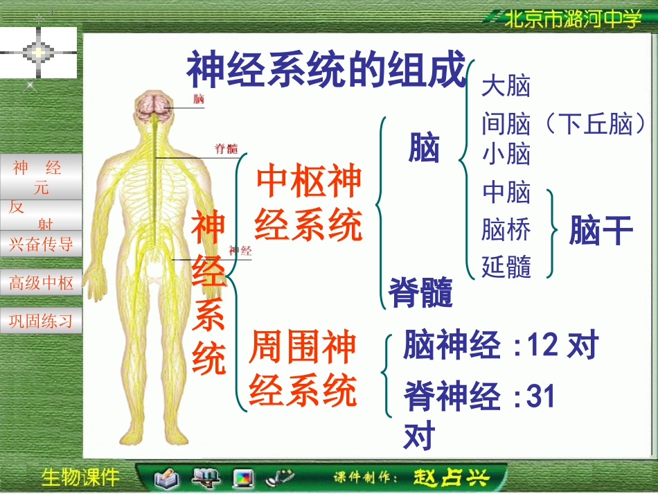 神经调节（上课用）_第3页