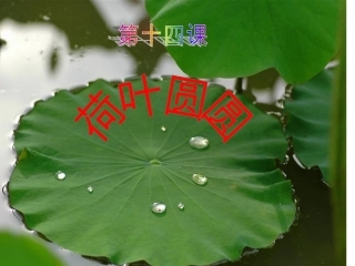 荷叶圆圆公开课2