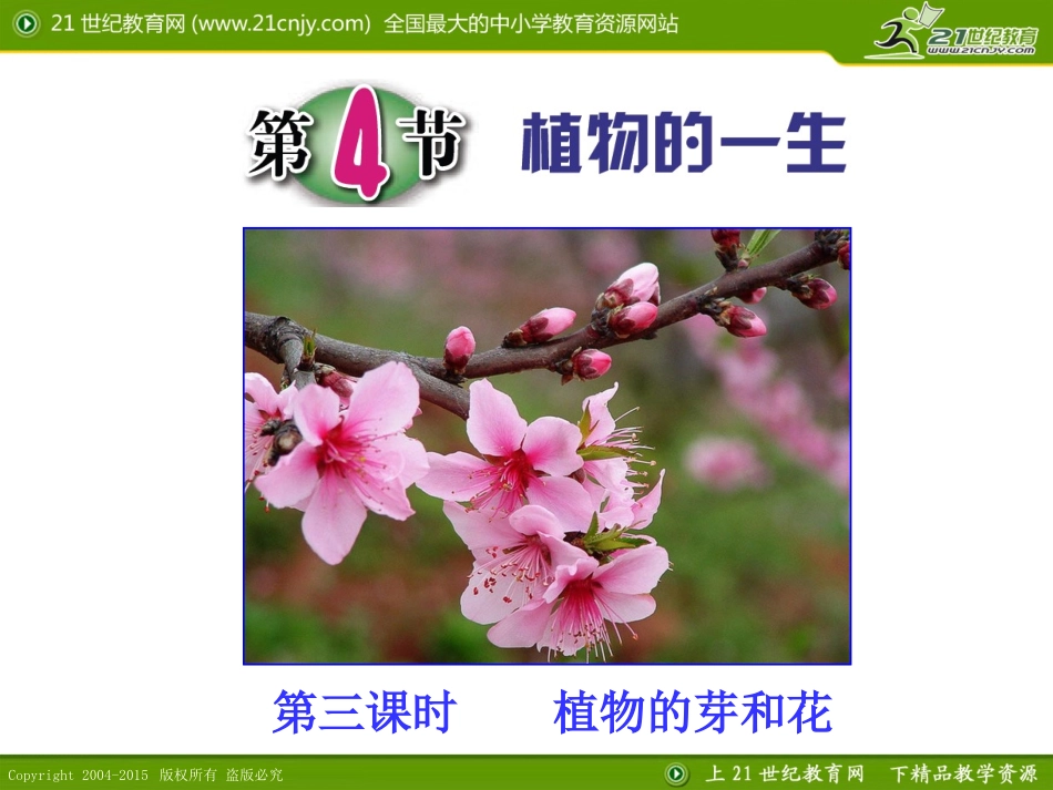 第4节植物的一生（第三课时）_第1页