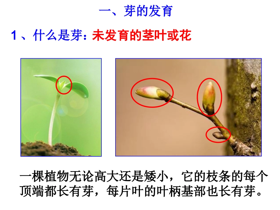 第4节植物的一生（第三课时）_第3页