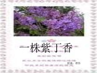 一株紫丁《香》PPT课件1