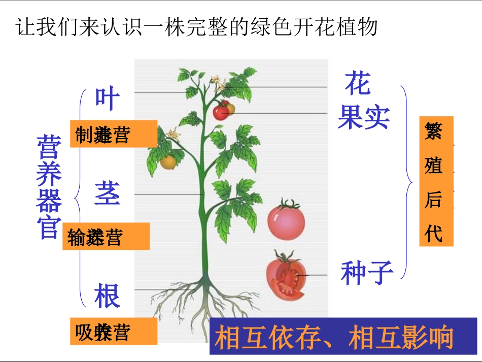 《植物和我们》_第2页