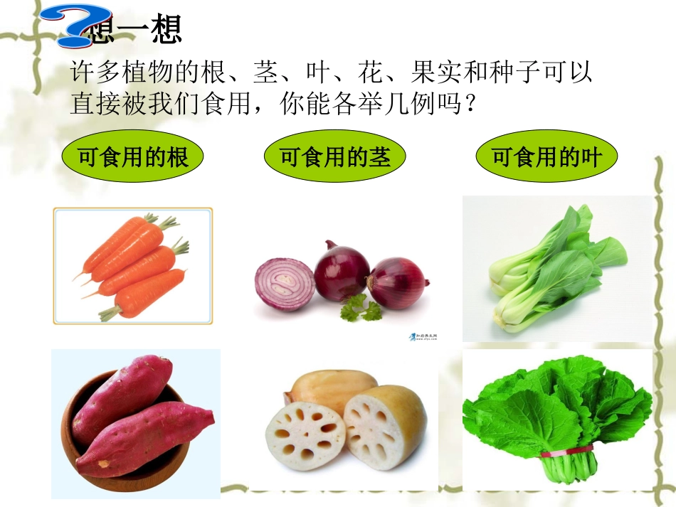 《植物和我们》_第3页
