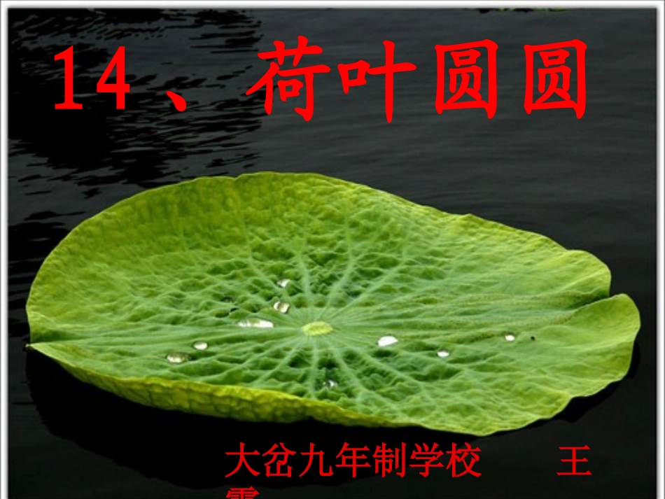 荷叶圆圆王霞_第1页
