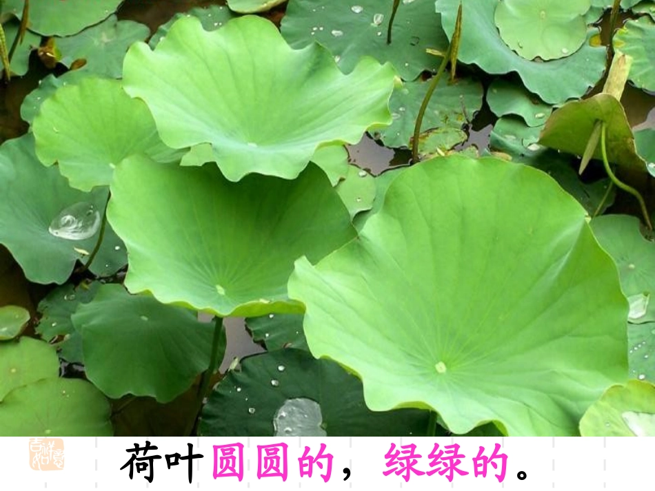 荷叶圆圆王霞_第3页
