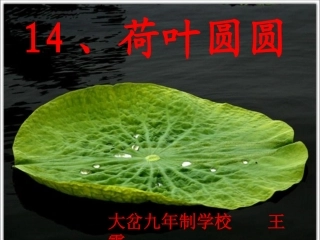 荷叶圆圆王霞