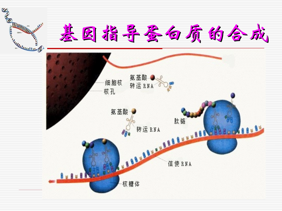 基因指导蛋白质的合成1_第1页