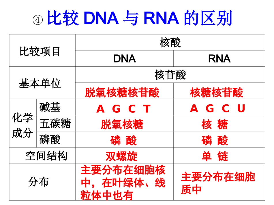 基因指导蛋白质的合成1_第3页