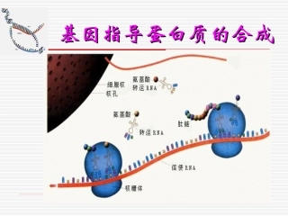 基因指导蛋白质的合成1