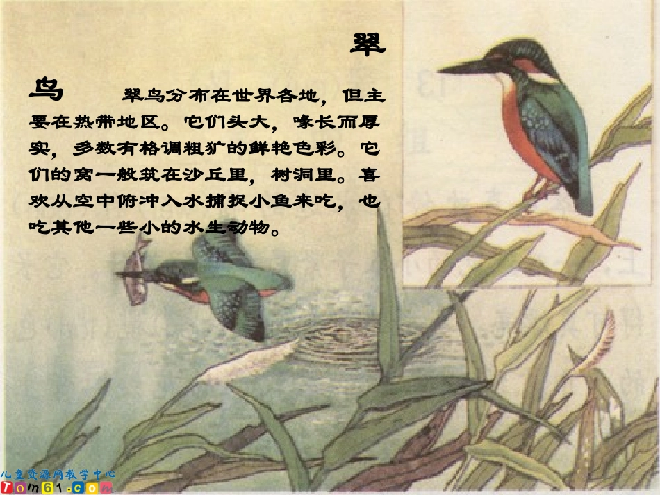 《翠鸟》课件1_第1页