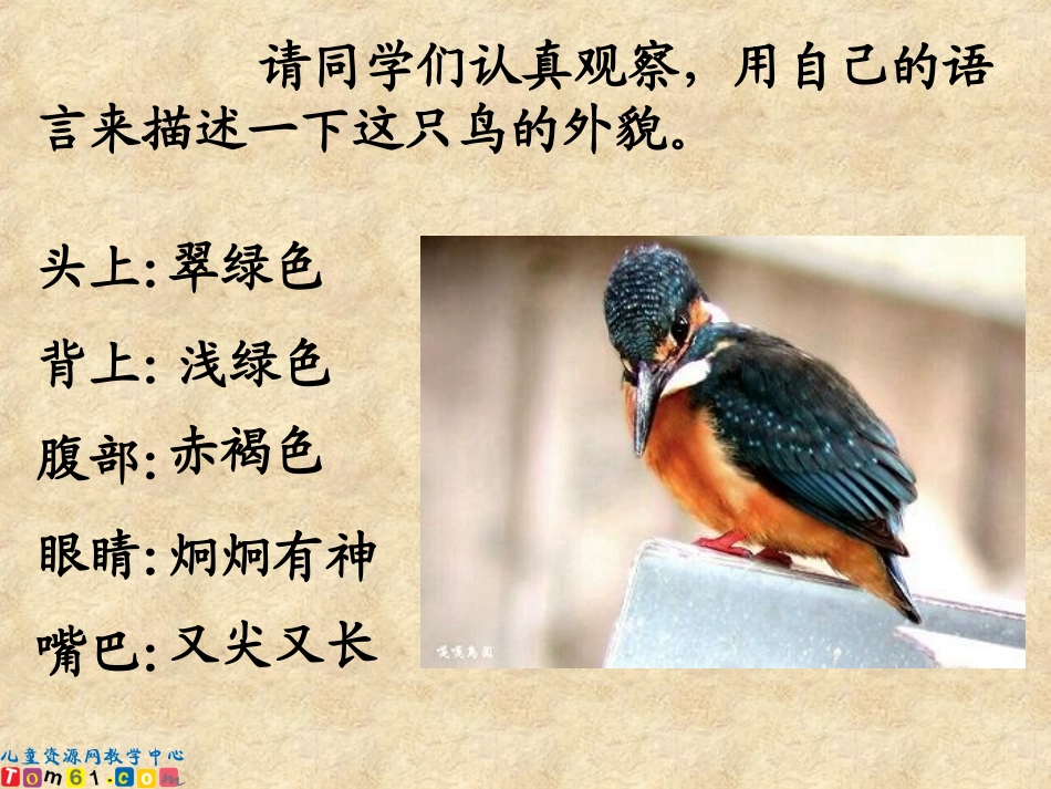 《翠鸟》课件1_第2页