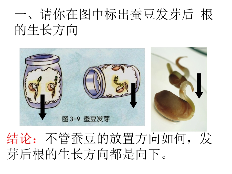 向上长还是向下长_第2页