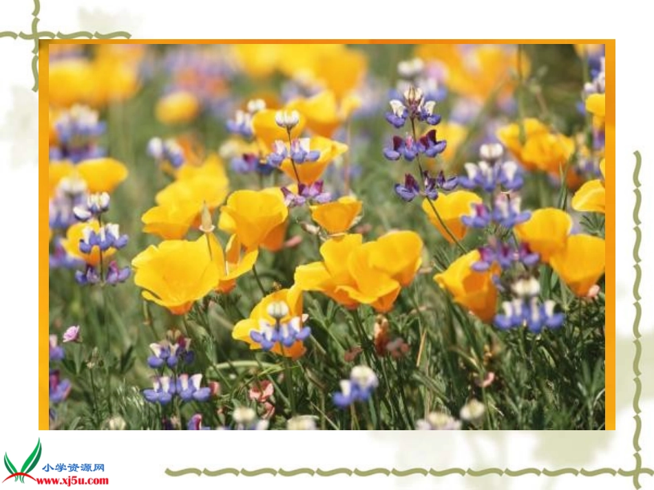 苏教版小学科学三年级上册《植物动物人》课件_第2页