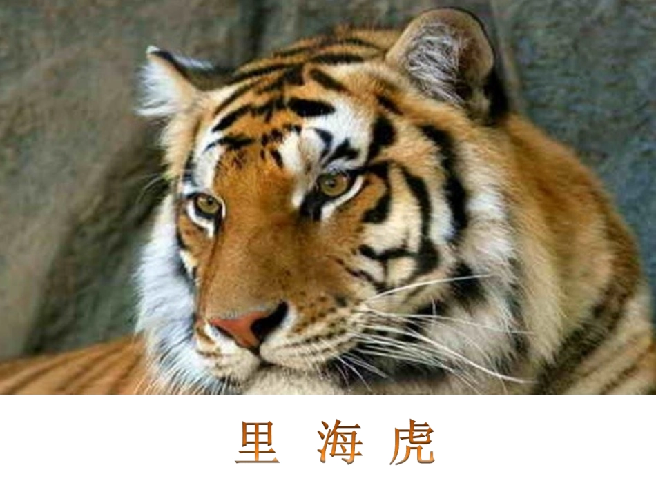 《老虎磨牙》课件1_第3页