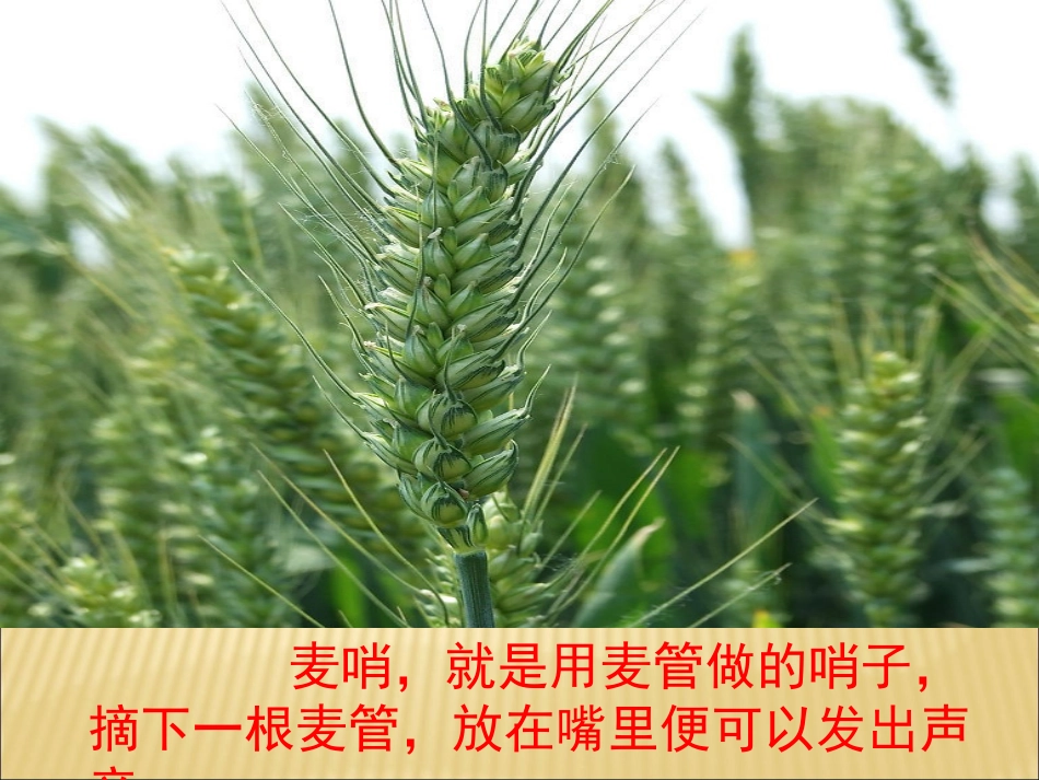 小学四下《麦哨》课件_第3页