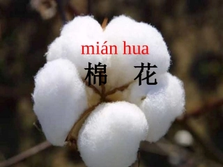 棉花姑娘备用