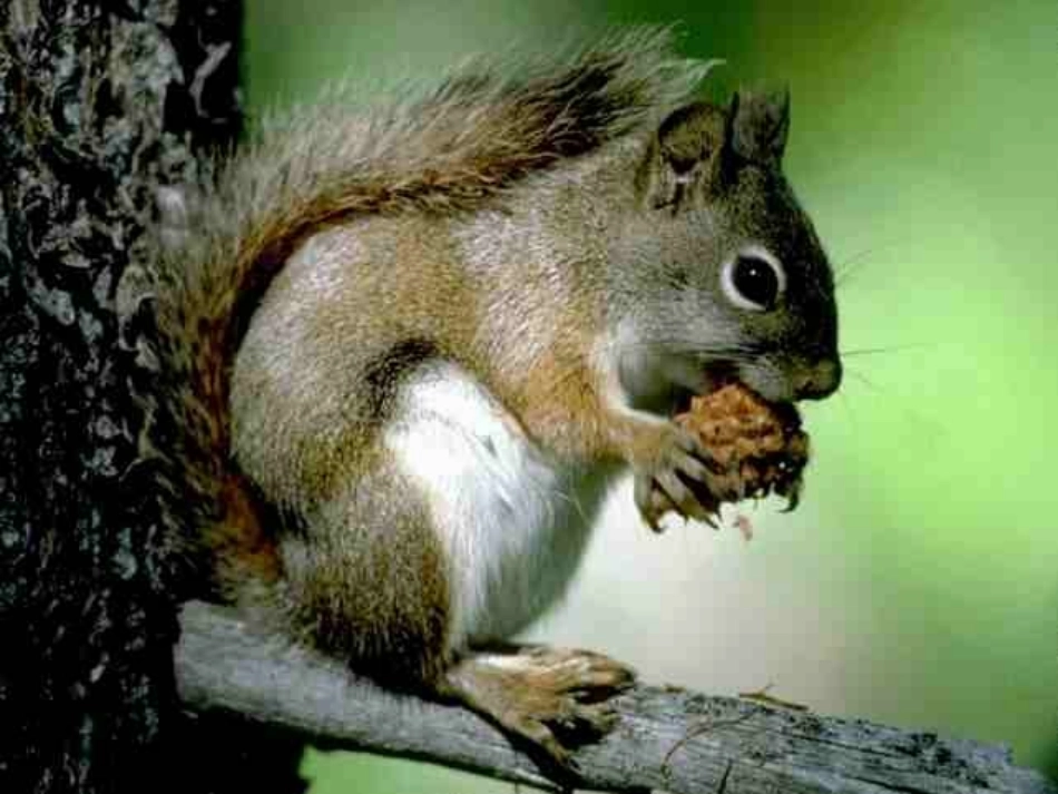 跑进家来的松鼠-副本_第3页