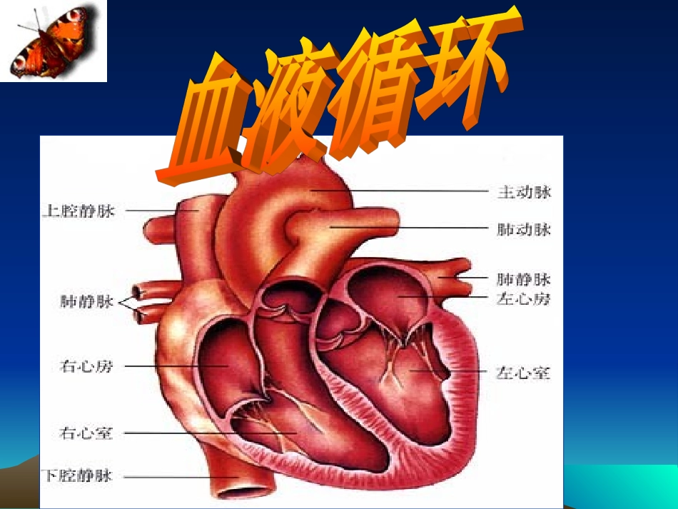 七年级生物《血液循环》课件_第1页