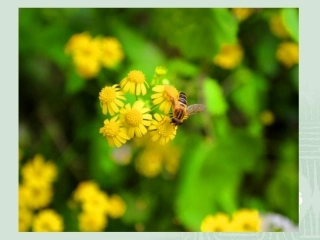 莫干山游趣课件