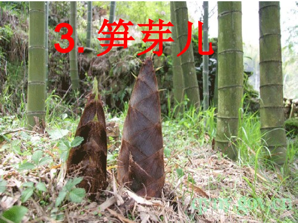 笋芽儿PPT课件_第1页