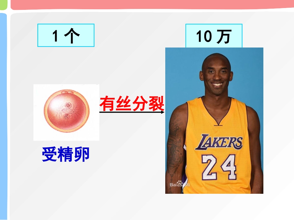 细胞分化课件_第2页
