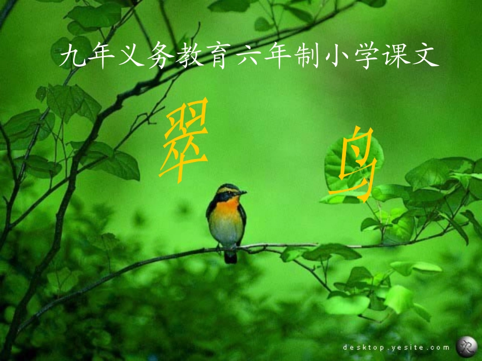 翠鸟01课件_第1页