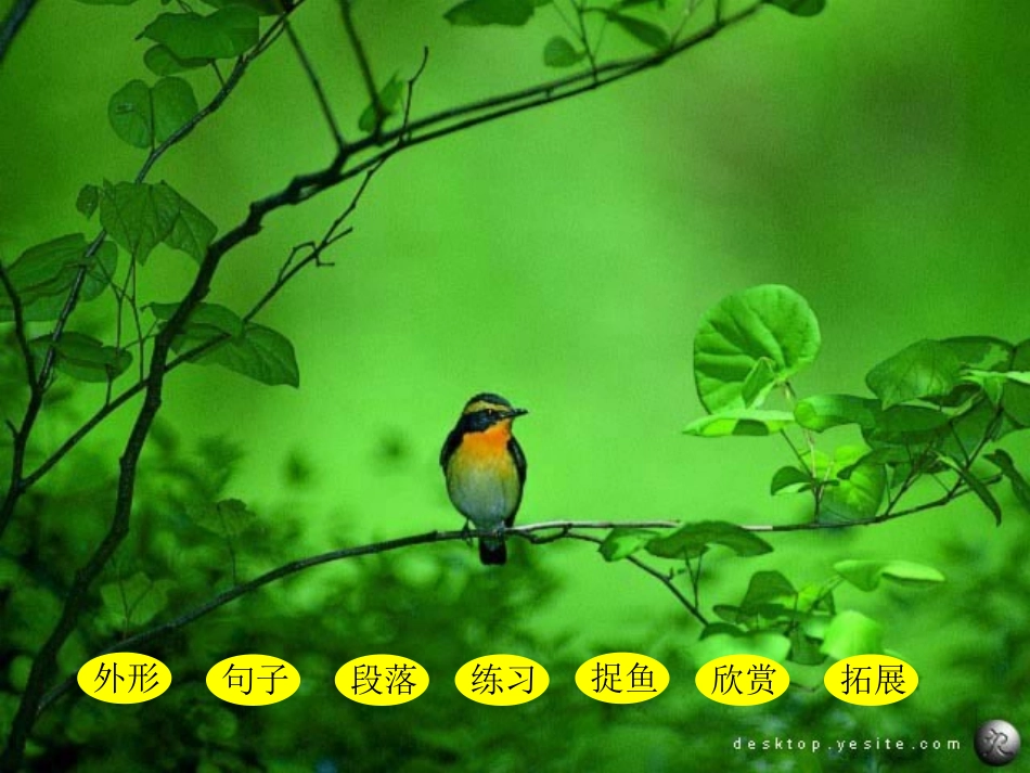 翠鸟01课件_第2页