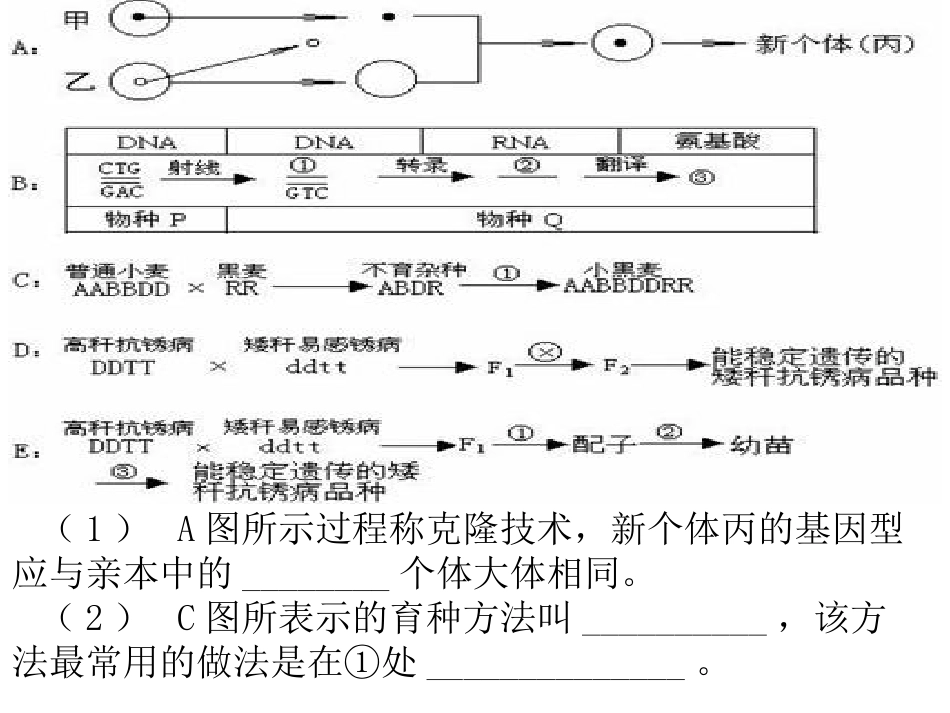 杂交育种与诱变育种_第3页