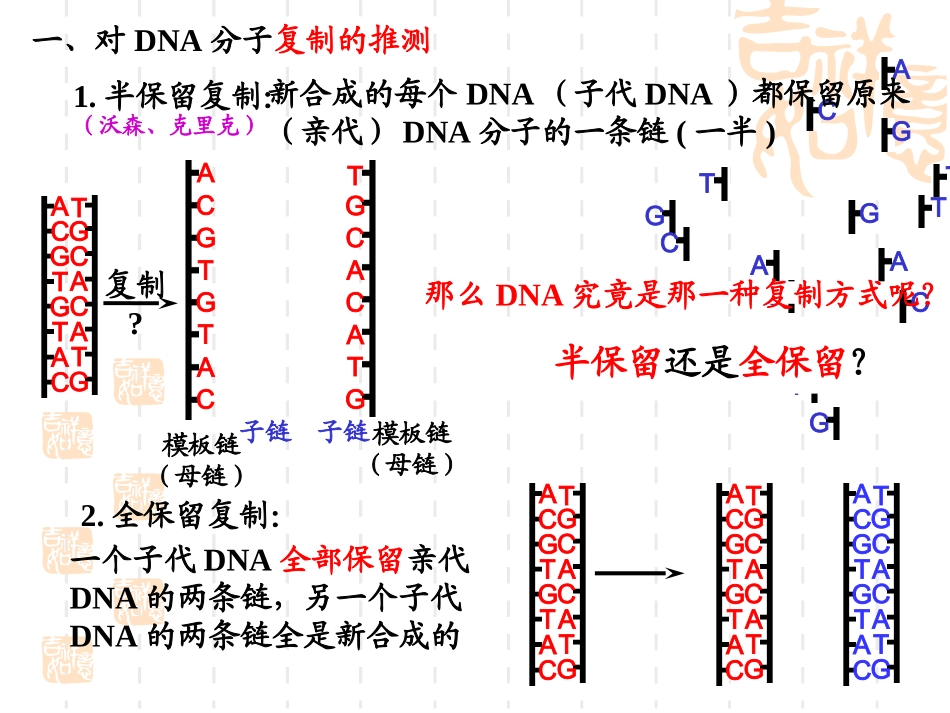 DNA的复制-基因是有遗传效应的DNA片段_第2页