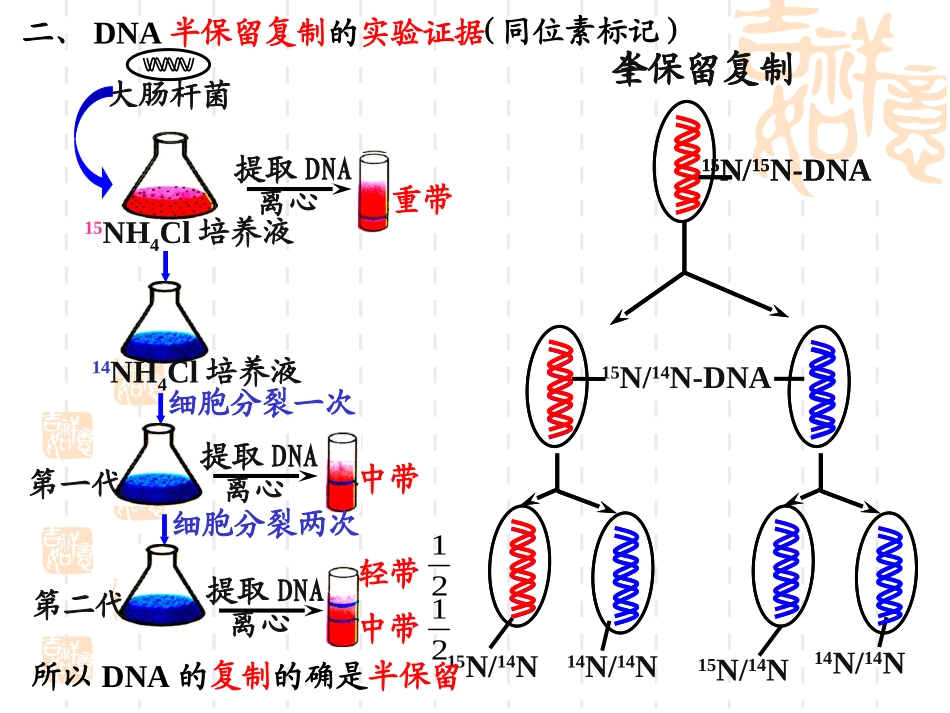 DNA的复制-基因是有遗传效应的DNA片段_第3页