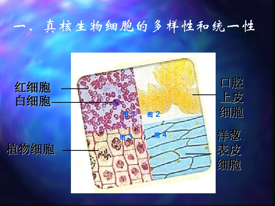 《细胞的多样性和统一性》_第3页