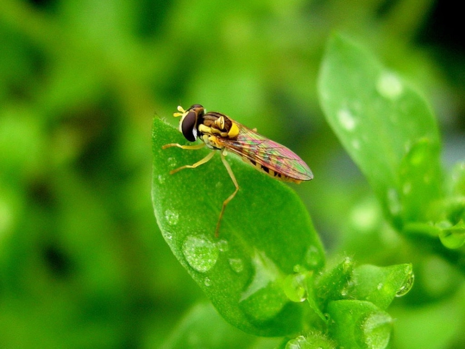 春晓_音乐教学_第3页