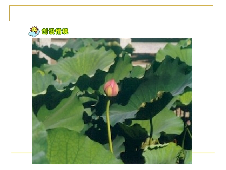 人教版小学语文《荷花》课件_第3页