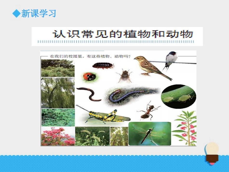 《校园生物大搜索》课件1_第3页