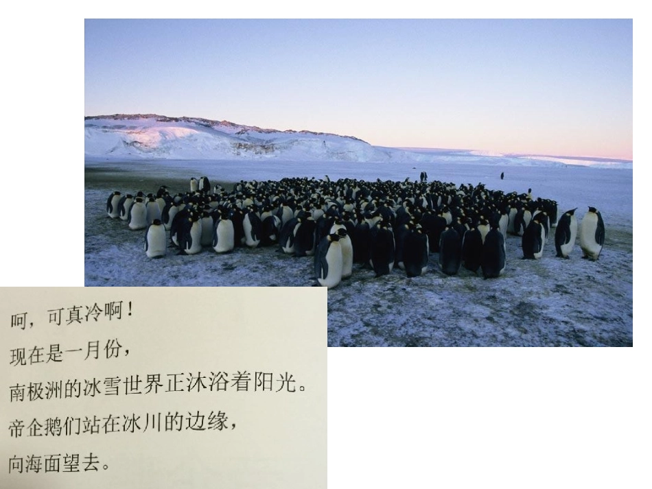 帝企鹅日记课件_第2页