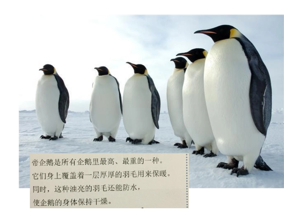 帝企鹅日记课件_第3页