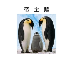 帝企鹅日记课件