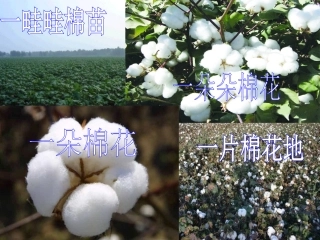 棉花姑娘备课