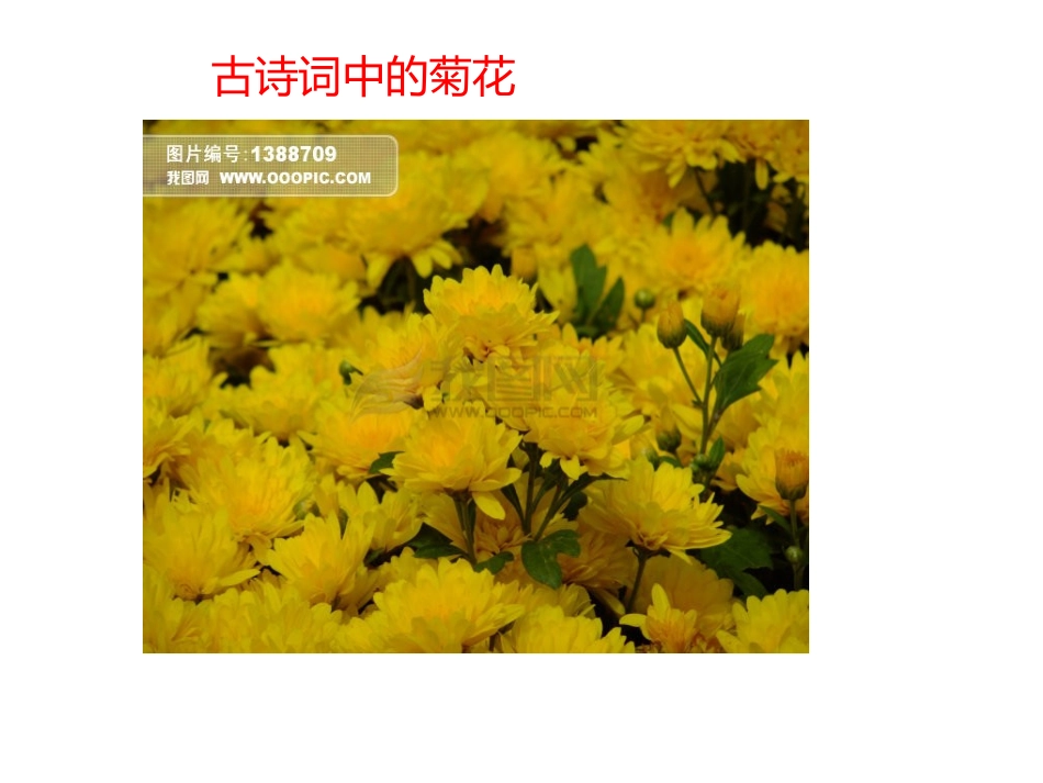 菊花第一课时演示文稿_第1页