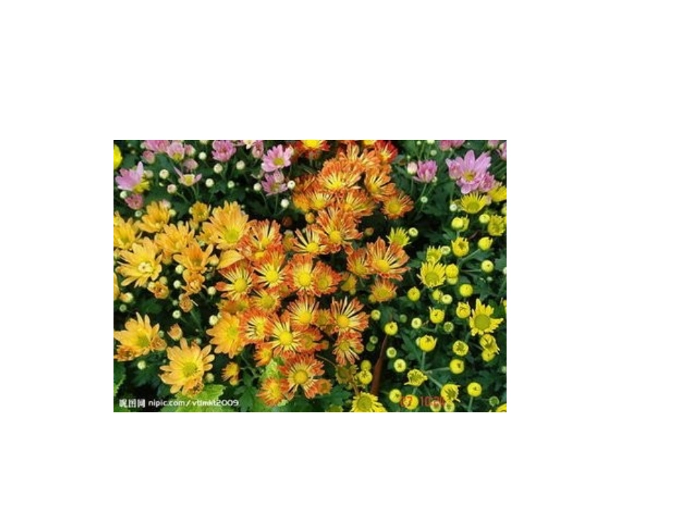 菊花第一课时演示文稿_第3页