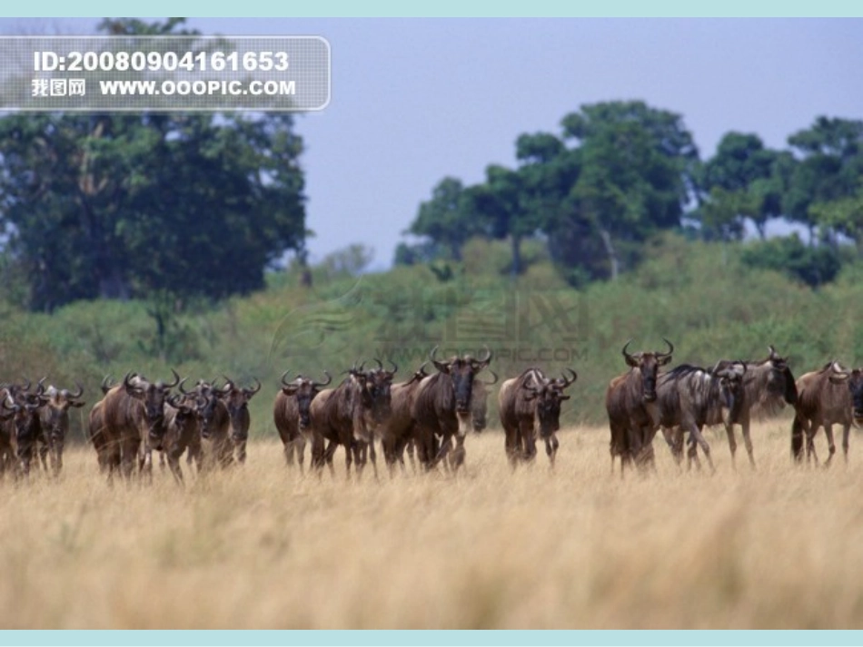 彩色的非洲课件 (2)_第3页