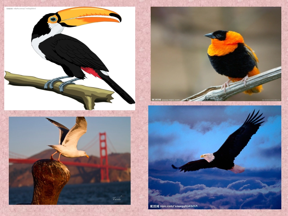 大班语言活动《快乐鸟》_第2页