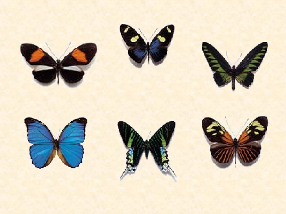 二年级数学轴对称图形_第3页