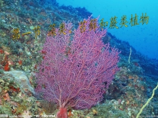 藻类、苔藓和蕨类植物