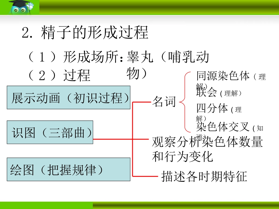 减数分裂和受精作用_第3页