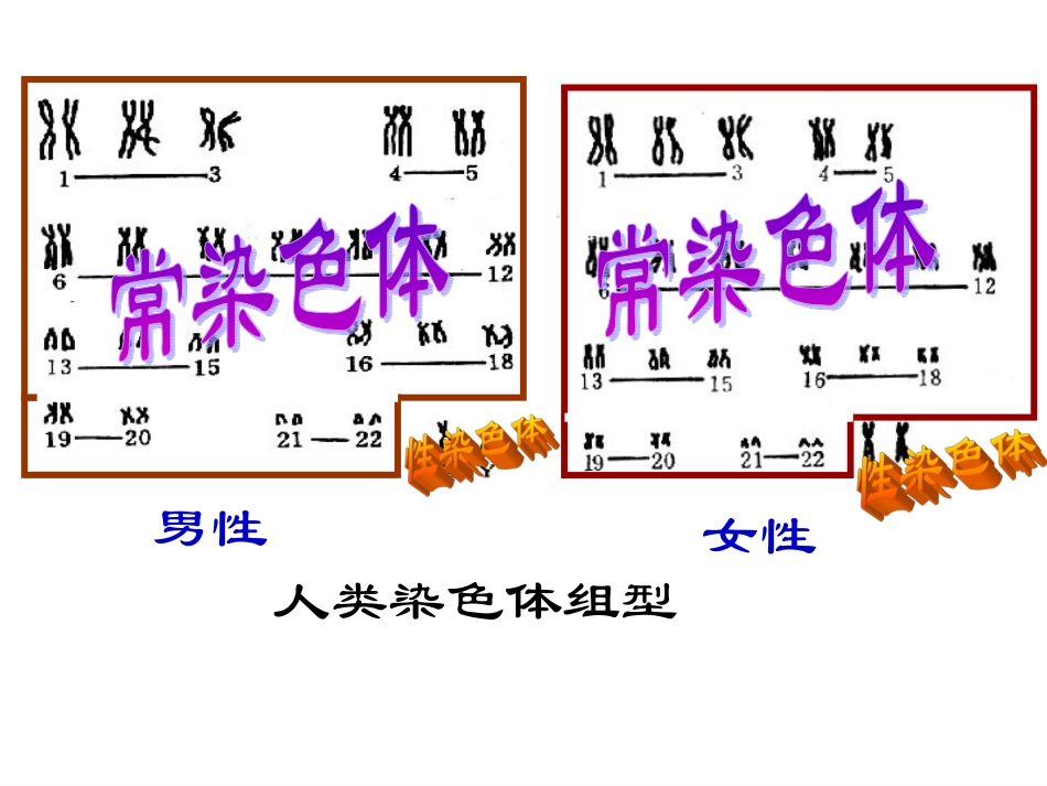 第2章第3节伴性遗传_第2页