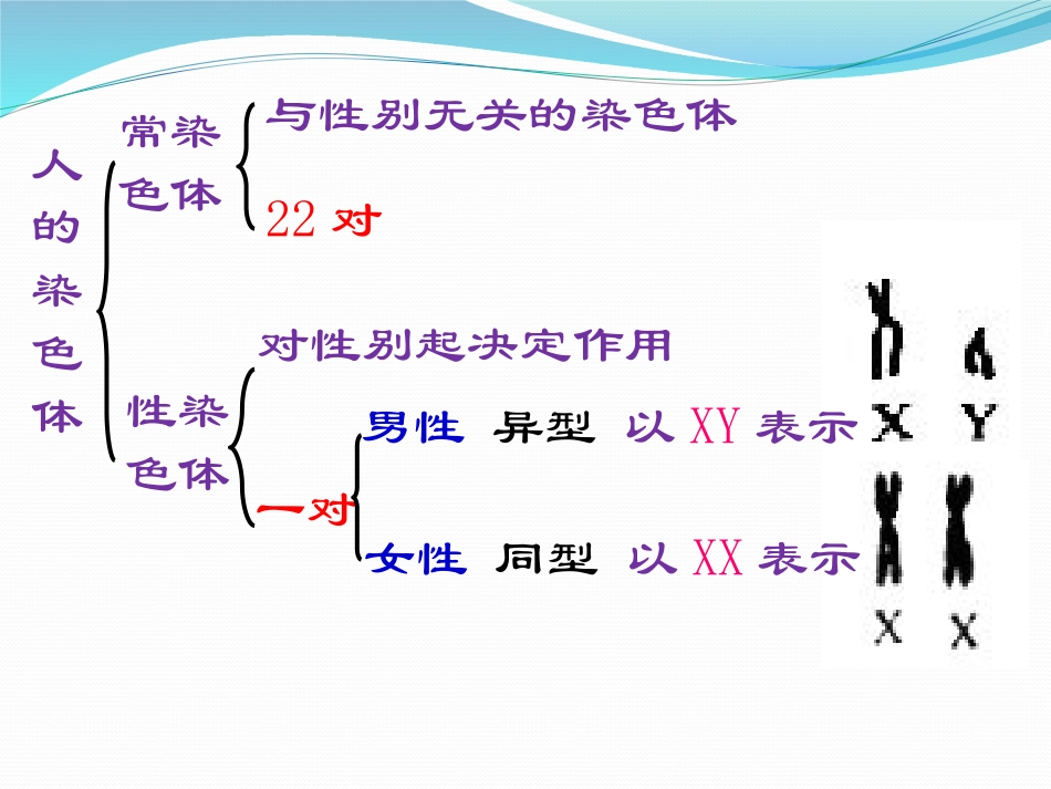 第2章第3节伴性遗传_第3页