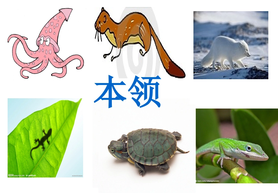 蛤蟆爷爷的秘诀_第1页