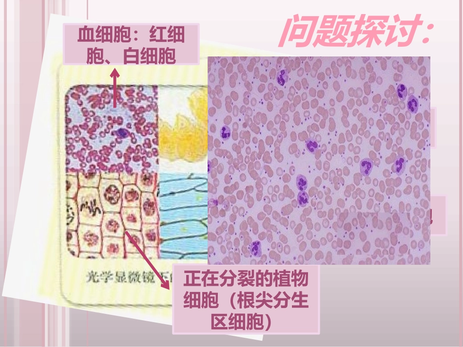 第二节细胞的多样性和统一性_第2页