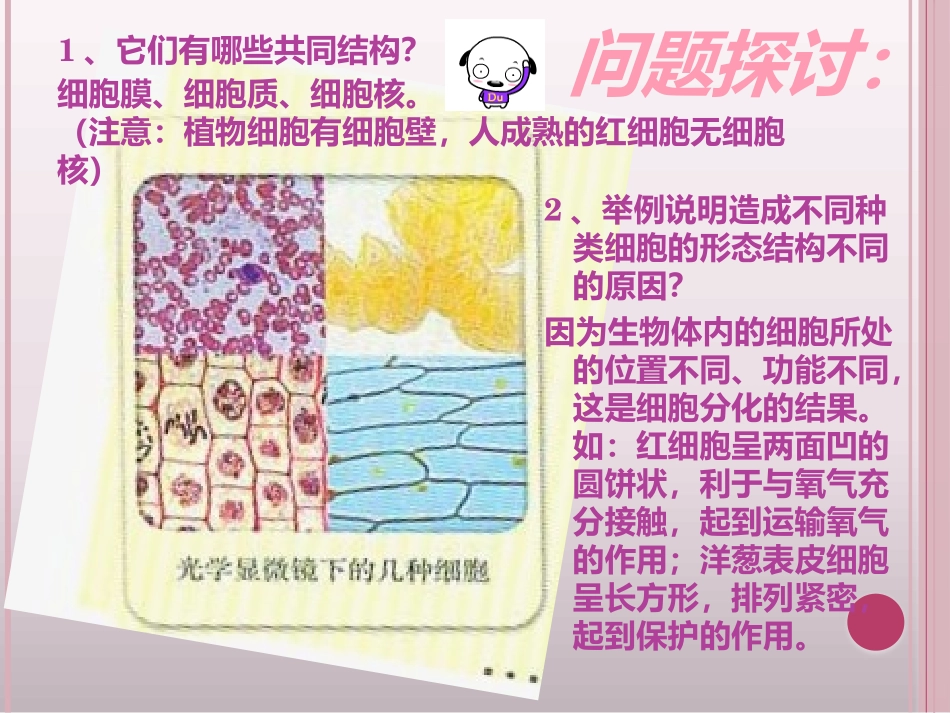 第二节细胞的多样性和统一性_第3页